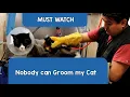 How to groom a Aggressive Matted Long hair Cat Dog Cat Grooming in Queens NY