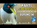 Download Lagu 🔴BURUNG SERAM BERSUARA KASAR PANJANG ROLL TEMBAK ❗Masteran Murai Batu, Cendet, Kacer, Cucak Ijo