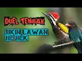 Download Lagu PELATUK BAWANG vs TENGKEK BUTO suara jernih jeda gemercik air(masteran murai, cendet,ijo,kacer)