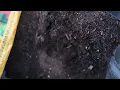 Sta-Green Flower and Vegetable Garden Soil