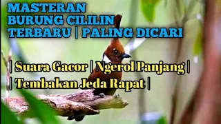 masteran cililin gacor ngerol panjang tembakan kasar durasi rapat masteran burung para juara