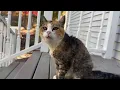 Download Lagu Miss Muffy has a Wash Up on the Porch Step 😸Cat Grooms her Paws