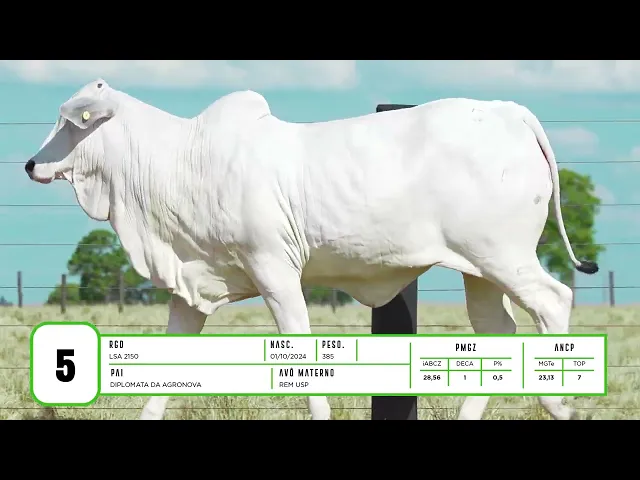 Novilha Nelore LSA - 2150