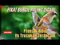 Download Lagu SUARA pikat Burcil Prenjak Betina Kombinasi Trucukan Terancam.