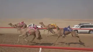 الشوط 17 شوق للسيد عزيز بخيت فطيس المنصوري توقيت 6 25 55 