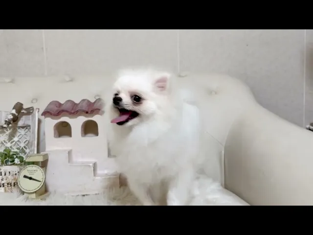 動画