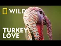How the Male Turkey Finds Love Underdogs National Geographic WILD UK