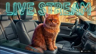 Ultimate Live streaming Cat Cuteness Overload❤️😱 #live #livestream #shorts
