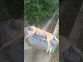 Download Lagu lihat pagi2 ada anjing 🐕 ternyata meninggal anjing ya korban tabrak lagi ini