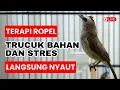 Lagu 🔴TERAPI ROPEL MUSIM HUJAN🔴TRUCUKAN PIKAT GACOR ROPEL PANJANG! PANCINGAN MASTERAN TRUCUK NYAUT GACOR