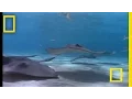 Download Lagu Ikan Pari | National Geographic