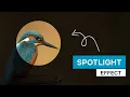 Spotlight Effect CSS jQuery