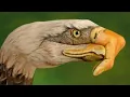 Eagles   Lying Eyes  HD   YouTube