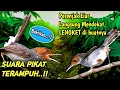 Download Lagu Dapat banyak burung perenjak gara-gara suara pikat prenjak kepala merah paling ampuh