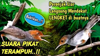 Download Dapat banyak burung perenjak gara-gara suara pikat prenjak kepala merah paling ampuh MP3