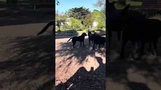 #fyp #dream #creatorsearchinsights #pets #doberman