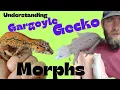Understanding gargoyle gecko morphs