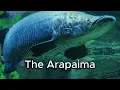 The Arapaima: King of the Amazon River