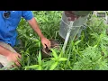 Soybean Scouting