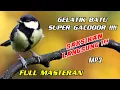 Download Lagu Full masteran suara burung gelatik batu+Suara terapi air mengalir