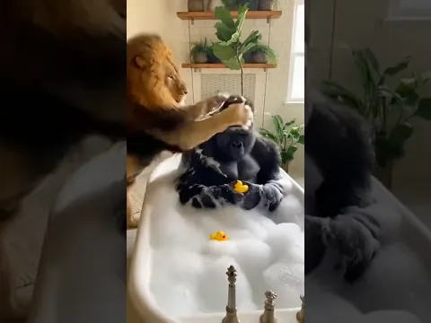 Worst bath ever… whose side are you on? 🦁 vs 🦍 #Unexpected #FunnyAnimals #WildLife #omg