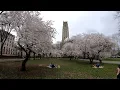Walking NYC Sakura Park Morningside Heights Manhattan