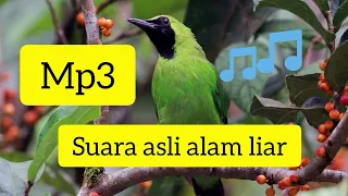 suara mp3 cucak mini.murai daun asli hutan di jamin ampuh