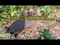 Download Lagu SUARA PIKAT BURUNG KAREO SULAWESI ...!!! DIJAMIN GACOOR .!!!