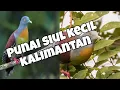 Download Lagu Suara pikat punai siul kalimantan//sangat ampuh