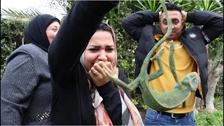 اخر شخص يترك الحرباية هيكسب ال20000 الف جنية والعقاب لا للصمت 