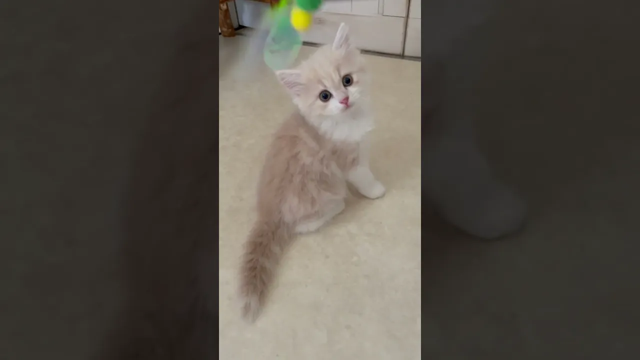 動画