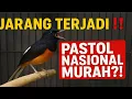 JARANG TERJADI‼️ MURAI PASTOL TRAH NASIONAL HARGA MURAH 🔥