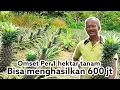 Download Lagu WOW,,Petani Nanas Ini Meraup Omset Ratusan Juta Per 1 Hektar Tanamnya