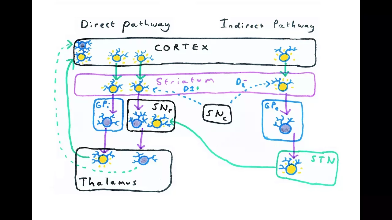 The Basal Ganglia - Direct and Indirect Pathways