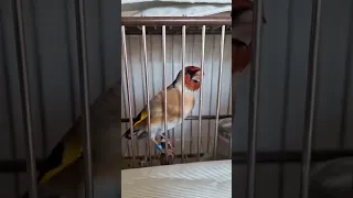 غناء رائع لطائر الحسون              المقنين  طيور  الحسون                        دندنها