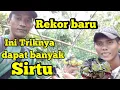 Download Lagu Rekor baru pikat burung sirtu ||Cara terbaru pikat burung sirtu yang susah turun MP3