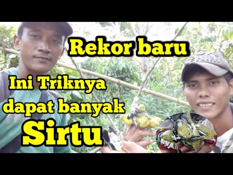 Download MP3 Rekor baru pikat burung sirtu ||Cara terbaru pikat burung sirtu yang susah turun