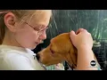 ABC News on Ridglan Beagle Rescue with Center for a Humane Economy