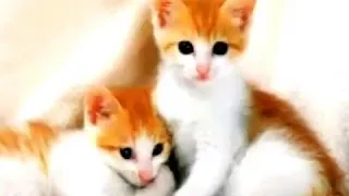 نغمة رنين مضحكه 