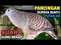 Lagu Perkutut Lokal GACOR Suara Kung Besar Pancingan Burung Perkutut Agar Bunyi.