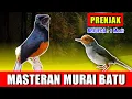 Download Lagu MASTERAN MURAI BATU - suara Prenjak Keras Gacor  jernih keras berjeda 1 menit FULL 1 JAM variasi 2