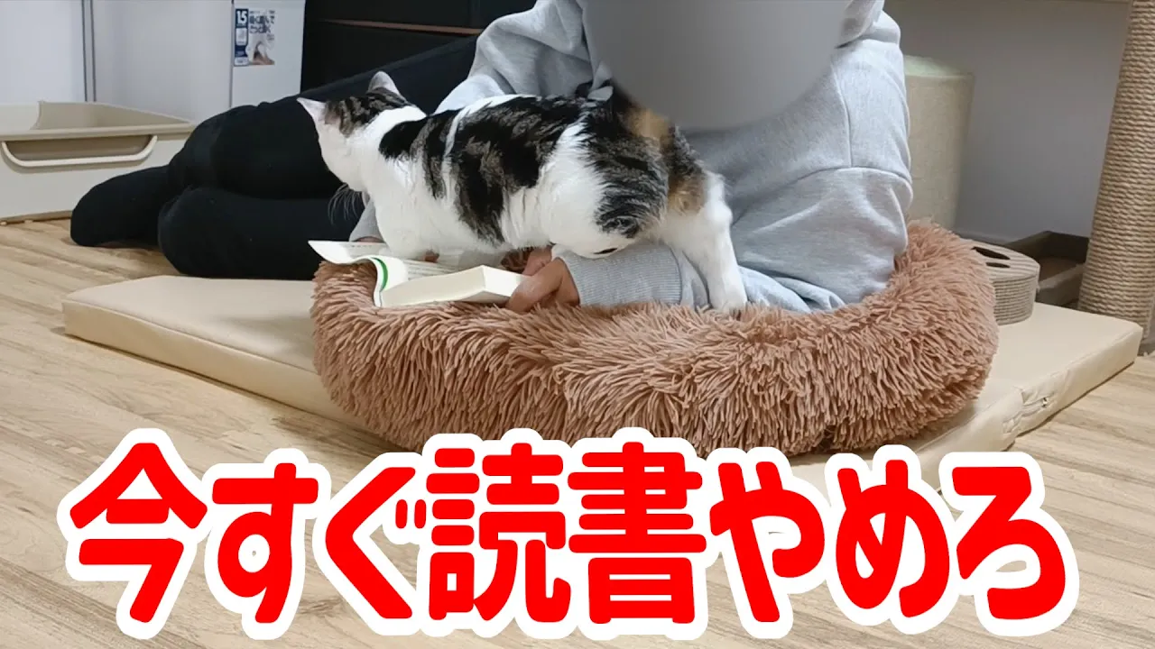 遊び盛りの子猫の横で読書をするとこうなりますw