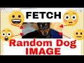 How to FETCH DATA from an API using JavaScript