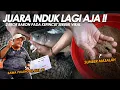 Download Lagu SERBUK VIRAL BAWA PULANG 10 JUTA ?? JUARA INDUK TERBANYAK BIKIN GEGER JAGAD PEMANCINGAN || Am#650