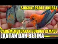 Download Lagu Cara membedakan burung kemade jantan dan betina - SINGKAT PADAT AKURAT