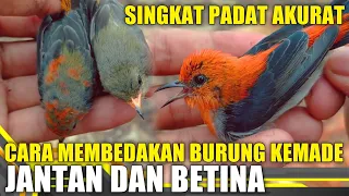 Download Cara membedakan burung kemade jantan dan betina - SINGKAT PADAT AKURAT MP3