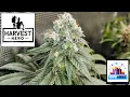 Cherry Pie Harvest My Thoughts On The Harvest Hero And Another Giveaway