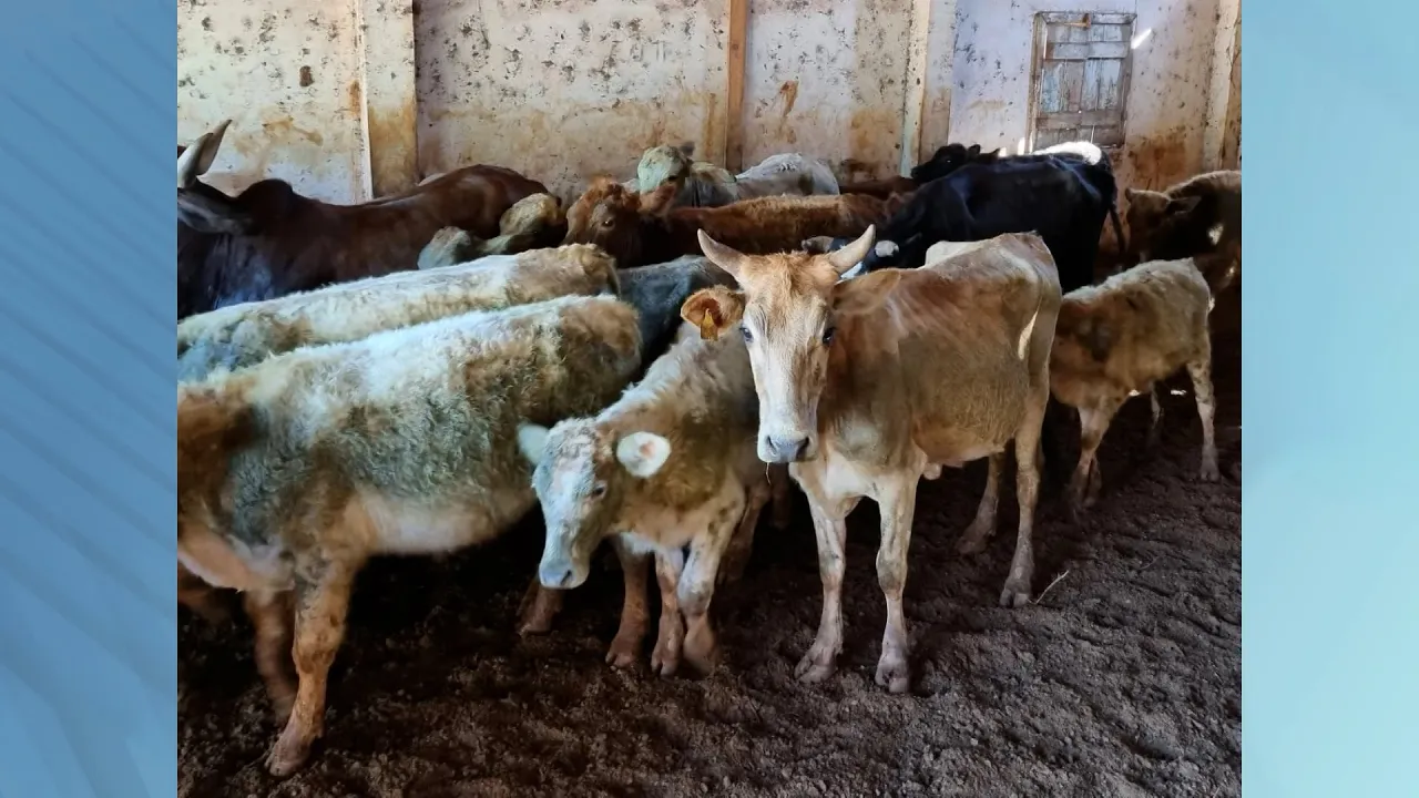 Propriedade é interditada por irregularidades no rebanho