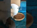 Download Lagu Cockatoo accepts new deeper bath!
