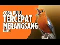 Lagu LANGSUNG NYAUT 10000 % ‼️ ANIS MERAH MACET BUNYI JIKA DENGAR SUARA INI PASTI NYAUT LANJUT GACOR | 39